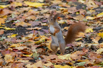 Red Squirrel Standing on Hind Legs Amid Autumn Leaves in Forest