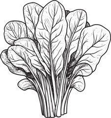 Simple line drawing of a bunch of spinach with root