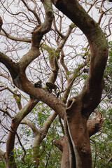 monkeys in Uluwatu temple