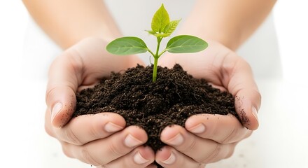 Hands holding a small plant growing in soil isolated on white background
