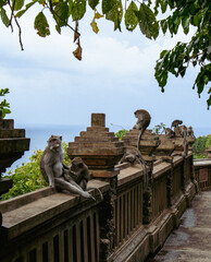 monkeys in Uluwatu temple