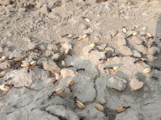 Black ant carrying wheat seed in mouth walking on ground going to its nest showing hardworking nature teamwork and life of insect in natural environment