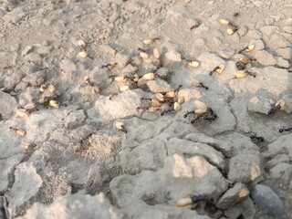 Black ant carrying wheat seed in mouth walking on ground going to its nest showing hardworking nature teamwork and life of insect in natural environment