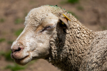 A close-up profile captures a resting sheep with thick, textured fleece and a yellow ear tag in a sunny outdoor setting.