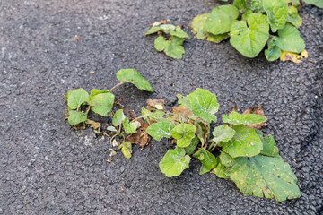 Green weeds sprout through cracks in dark asphalt pavement, showcasing resilience in an urban environment.