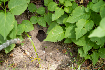 A dark opening in the ground is nestled among green foliage and dirt.