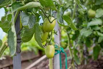 Green tomatoes hang on a vine, supported by a pole, growing in a garden or greenhouse.
