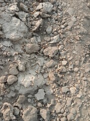 Black ant carrying wheat seed in mouth walking on ground going to its nest showing hardworking nature teamwork and life of insect in natural environment