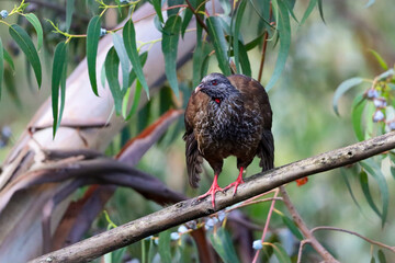 An Andean guan (Penelope montagnii) perched on a tree branch, showing its striking red eye and vivid red throat wattle. 