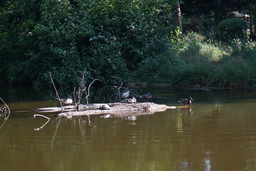 Peaceful wildlife scene with turtles, ducks, and a white heron on a quiet pond