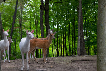 White and piebald deer is also known as leucism.  