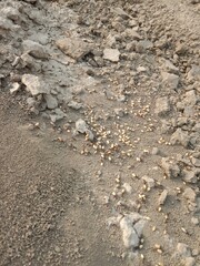 Black ant carrying wheat seed in mouth walking on ground going to its nest showing hardworking nature teamwork and life of insect in natural environment