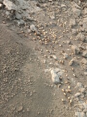 Black ant carrying wheat seed in mouth walking on ground going to its nest showing hardworking nature teamwork and life of insect in natural environment
