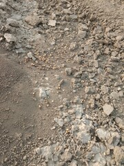 Black ant carrying wheat seed in mouth walking on ground going to its nest showing hardworking nature teamwork and life of insect in natural environment