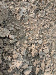Black ant carrying wheat seed in mouth walking on ground going to its nest showing hardworking nature teamwork and life of insect in natural environment