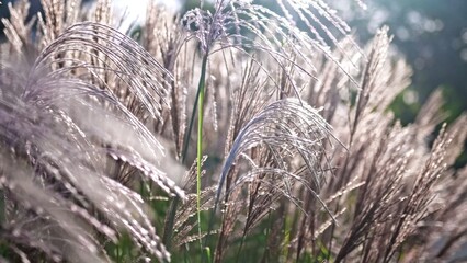 Miscanthus Sinensis Eulalia Chinese Silver Ornamental Grass Swaying Gently on Sunny Day