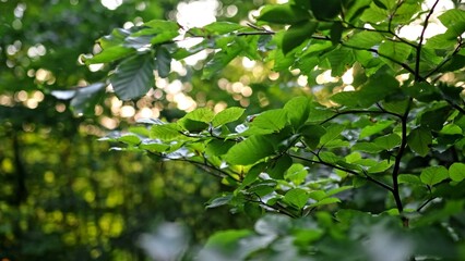 Scenic Golden Hour Forest Tree Leaves