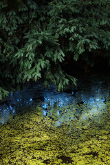 Small pond in a forest with reflections of conifer trees and a layer of bright green algae. The image conveys the calm, cool atmosphere of a shaded woodland in late autumn