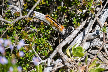 Raupe von Eutricha capensis in S&uuml;dafrika