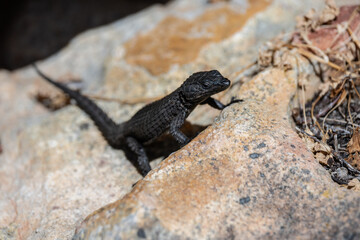 Schwarze Eidechse am Kap der guten Hoffnung, Südafrika