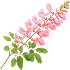 Obraz premium Indigobush flowering branch with delicate pink blooms and green leaves