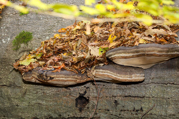A bracket fungus with distinct stripes grows on the bark of an old tree, topped with a layer of fallen autumn leaves. The macro shot highlights textures and natural decay in a woodland setting, captur