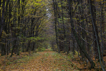 A path covered in fallen leaves stretches through a moody autumn forest, creating a deep perspective between the tall trees. The atmospheric scene conveys a sense of calm and isolation in nature's dep