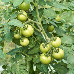 Green tomatoes on vine in lush garden setting with abundant foliage.