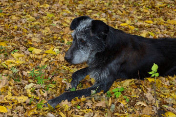 A black, possibly elderly dog with grey on its muzzle is lying, resting on a dense carpet of yellow...