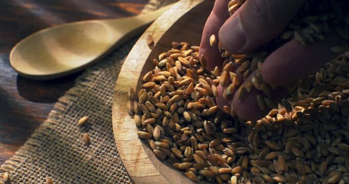 Slow Motion Close up of Farmer hand touching and gathering spelt grains, slow movement under warm sunlight, connection with earth and harvest at 1000 fps
