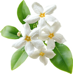 Fototapeta premium Jasmine flower cluster with green leaves