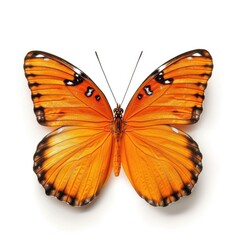Beautiful orange butterfly with open wings isolated on a white background. Top view of a tropical insect.