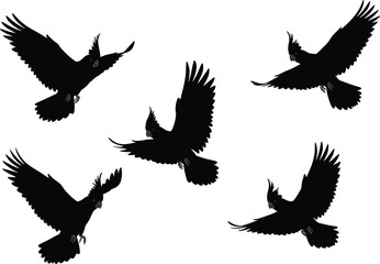 Flying cockatoo silhouettes collection, tropical parrot birds in motion, exotic wildlife vector illustration, black bird art design, nature animal drawing isolated