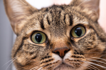 Cat Close-Up Portrait animal face. Pet eyes and whiskers