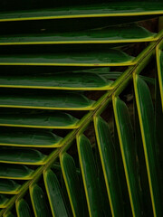 Close up vibrant green palm frond suitable for tropical themes, summer designs, nature concepts, travel backgrounds, and wellness promotions.