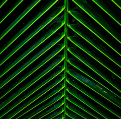 Green palm leaf frond on a dark background, ideal for tropical concepts, environmental themes, nature backgrounds, and summer designs.