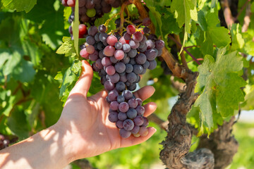 Hand reaching for ripe grapes in a vineyard during a sunny afternoon harvest