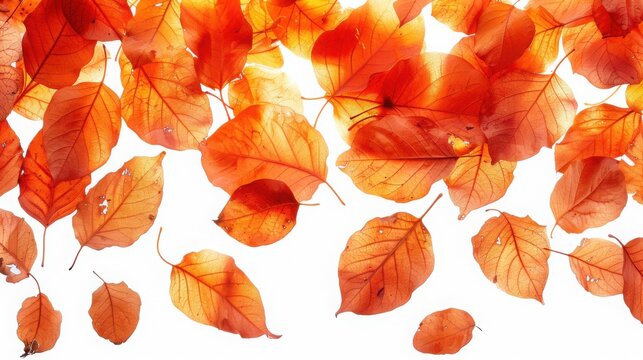Scattered orange leaves creating a vibrant autumnal composition view