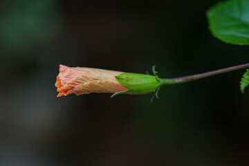 Joba flower Close Up photo, shoeblackplant