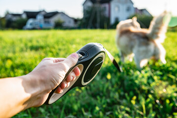 Walking a husky dog with a leash roulette on a summer day