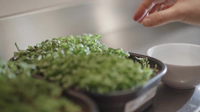 hand picking sprouts in the kitchen