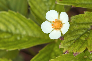 Close-up of white strawberry flower with yellow center amidst green leaves in natural setting.