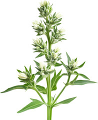 Fototapeta premium Mint plant with developing flower buds and leaves on a