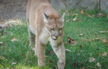 Mountain lion also known as panther, cougar or puma at a zoo in Tennessee. Native to North, South and Central America.