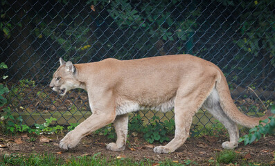Mountain lion also known as panther, cougar or puma at a zoo in Tennessee. Native to North, South and Central America.
