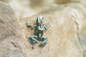 Central American poison dart frog in a reptile exhibit at a zoo in Tennessee. Tiny frog with distinctive coloration to ward off predators. Its toxins are used in the tips of poison arrows by hunters.