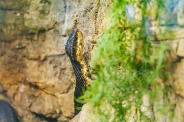 Water moccasin climbing a wall in a zoo terrarium in Tennessee.