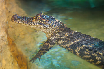 American alligator resting in a reptile exhibit at a zoo in Tennessee. North American reptile that lives in warm climates or wetland swamps in the South and Southeast.