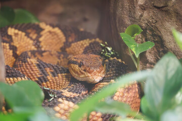 Bushmaster snake coiled in a zoo terrarium in a zoo in Tennessee. Found in the Amazon Basin and is one of the most dangerous venomous snakes in South America.