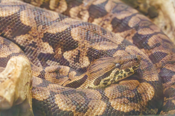 Bushmaster snake coiled in a zoo terrarium in a zoo in Tennessee. Found in the Amazon Basin and is one of the most dangerous venomous snakes in South America.